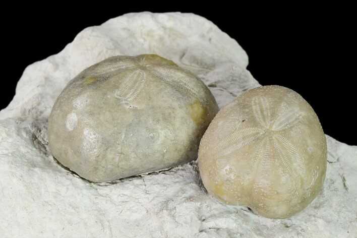 Two Fossil Echinoids (Hemiaster) Mounted On Shale - Texas #138842
